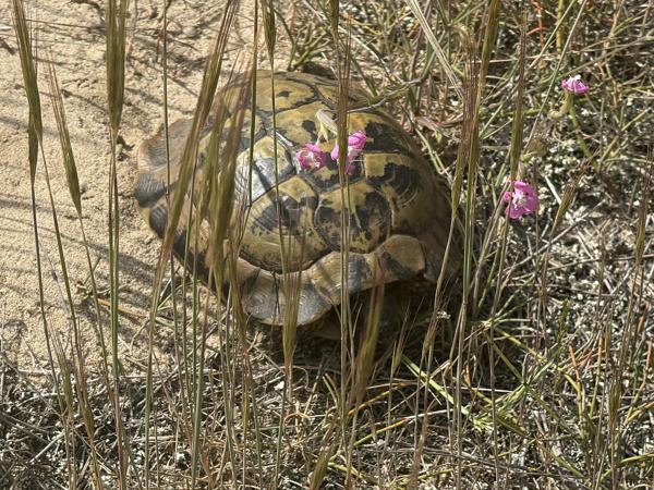 <h3><a href="/trips/Greece/biota/animalia/chordata/testudines/testudinidae/testudo hermanni/testudo hermanni-nl.html">Testudo&nbsp;hermanni</a> / Hermann's&nbsp;tortoise / Griekse&nbsp;landschildpad</h3>Apple met iPhone 16 Pro back triple camera 15.66mm f/2.8, 1/1546 sec  bij F2.8, ISO 64